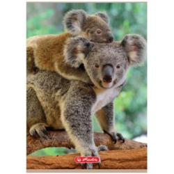 Zeszyt A5 32k 3-linie Animals HERLITZ