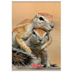 Zeszyt A4 32k kratka Animals HERLITZ