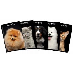 Zeszyt A5 80k kratka Kitty&Dog TOP 2000