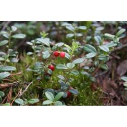 Лонкі Юзефовський - Путівник