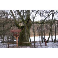 Piła Młyn Przewodnik