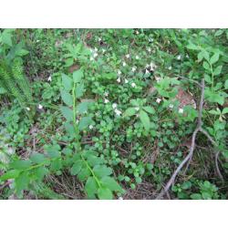 Piła Młyn Przewodnik