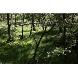 ТОРФ'ЯНІ БОЛОТА НАЦІОНАЛЬНОГО ПАРКУ БОРИ ТУХОЛЬСЬКІ