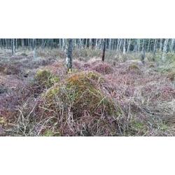 ТОРФ'ЯНІ БОЛОТА НАЦІОНАЛЬНОГО ПАРКУ БОРИ ТУХОЛЬСЬКІ