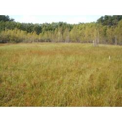 Torfowiska Parku Narodowego Bory Tucholskie