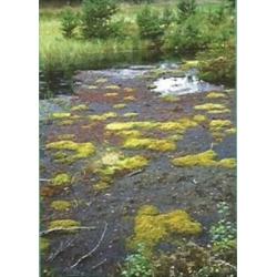 Torfowiska Parku Narodowego Bory Tucholskie