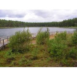 Навколо озера лобелія Wielkie Gacno - путівник