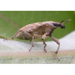 Світ комах національного парку Бори Тухольські - путівник