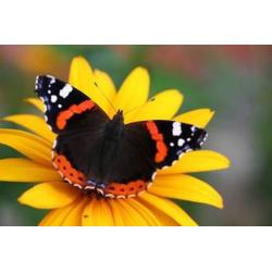 Świat owadów Parku Narodowego Bory Tucholskie