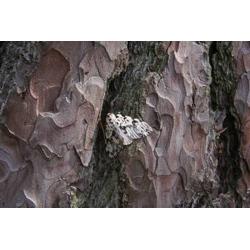 Світ комах національного парку Бори Тухольські - путівник